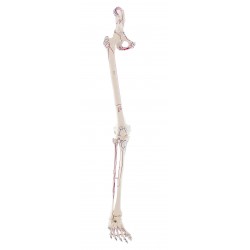 Model kończyny dolnej z połową miednicy, elastyczną stopą i oznaczeniami mięśni