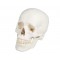 3-częściowy model czaszki