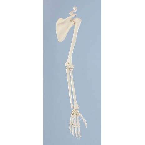 Szkielet ramienia z łopatką