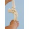 Szkielet kończyny dolnej z częścią miednicy oraz elastyczną stopą