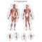 Tablica anatomiczna – układ mięśniowy człowieka