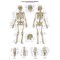Tablica anatomiczna – szkielet człowieka