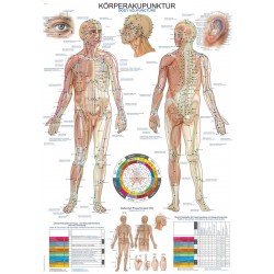 Tablica anatomiczna – Akupunktura