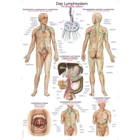 Układ limfatyczny – tablica anatomiczna