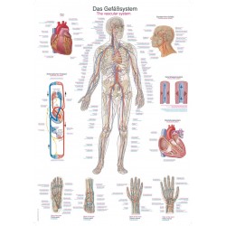 Układ krwionośny – tablica anatomiczna