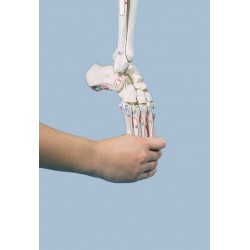 Szkielet kończyny dolnej z połową miednicy z oznaczonymi przyczepami mięśni