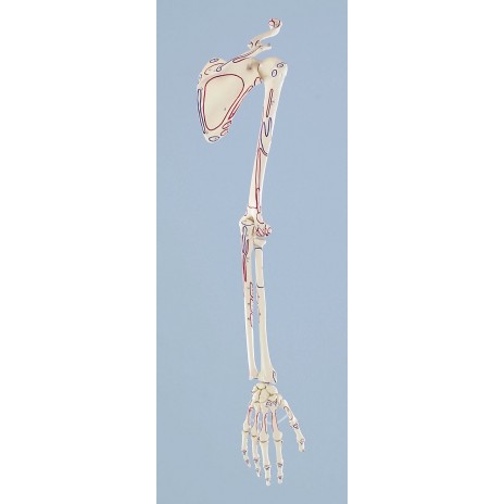 Szkielet ramienia z obręczą barkową z oznaczonymi przyczepami mięśni