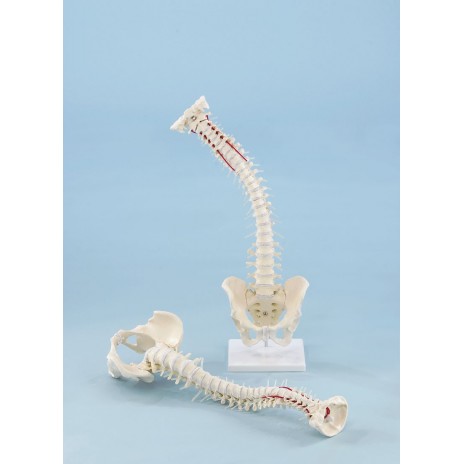 Model kręgosłupa - ekstremalnie elastyczny