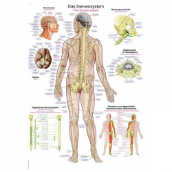  Układ nerwowy - tablica anatomiczna - mała