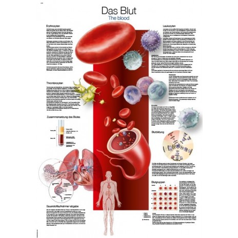 Krew - tablica anatomiczna 