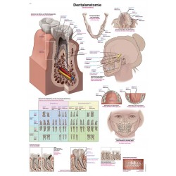 Anatomia zębów - tablica anatomiczna