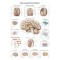 Mózg - tablica anatomiczna