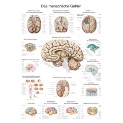 Mózg - tablica anatomiczna