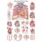 Serce - tablica anatomiczna