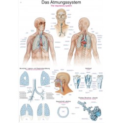 Układ oddechowy - tablica anatomiczna