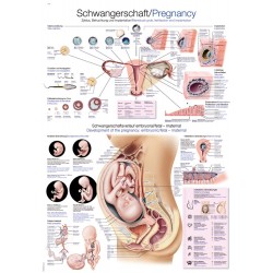 Ciąża - tablica anatomiczna