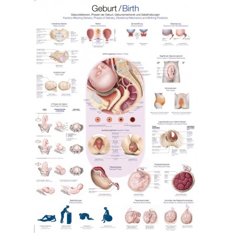 Poród - tablica anatomiczna